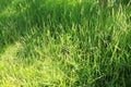 green grass with sunshine and shade Royalty Free Stock Photo