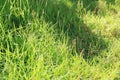 green grass with sunshine and shade Royalty Free Stock Photo