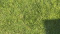 Green grass surface under bright sunlight, showcasing vibrant texture and color. Perfect for nature-themed projects or l Royalty Free Stock Photo