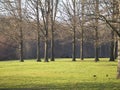 Green Grass and Tall Trees