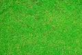 Green grass texture Royalty Free Stock Photo