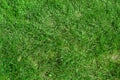 Green grass texture Royalty Free Stock Photo