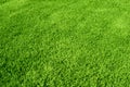 Green grass texture