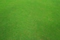 Green Grass texture