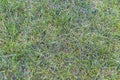 Green grass texture as a background, top view, horizontal Royalty Free Stock Photo