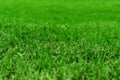 Green grass texture background, colorful freshness grass