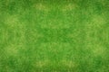 Green grass texture background