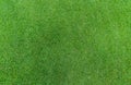 Green grass texture background. Golf course grass. Top view of green grass of turf lawn texture background. Turf grass on golf Royalty Free Stock Photo