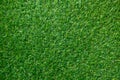 Green grass texture for background. Green lawn pattern and textu Royalty Free Stock Photo