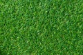 Green grass texture for background. Green lawn pattern and textu Royalty Free Stock Photo