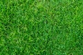 Green grass texture for background. Green lawn pattern and texture background. Close-up Royalty Free Stock Photo