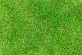 Green grass texture for background. Green lawn pattern and texture background
