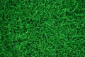 Green grass texture for background. Green lawn pattern and texture background. Top view of grass garden Ideal concept Royalty Free Stock Photo