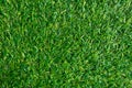 Green grass texture for background. Green lawn pattern and textu Royalty Free Stock Photo