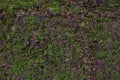 Green grass texture for background. Green lawn pattern and texture background. top view Royalty Free Stock Photo