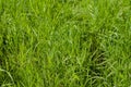 Green grass texture background horizontal Royalty Free Stock Photo