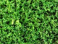 Green grass texture background, Green lawn, Backyard for background, Grass texture, Green lawn desktop picture, Park Royalty Free Stock Photo