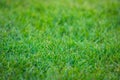 Green grass texture background. Green lawn. Backyard for background. Grass texture. Green lawn desktop picture, park lawn Royalty Free Stock Photo