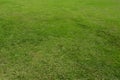 Green grass texture background, Green lawn, Backyard for background, Grass texture, Park lawn texture Royalty Free Stock Photo