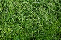 Green grass texture for background. Green lawn pattern and background texture. Close-up Royalty Free Stock Photo
