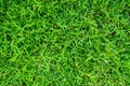 Green grass texture for background. Green lawn pattern and texture background. Close-up Royalty Free Stock Photo