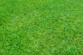 Green grass texture for background. Green lawn pattern and texture background. Close-up Royalty Free Stock Photo