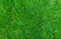 Green grass texture for background. Green lawn pattern and texture background. Close-up Royalty Free Stock Photo