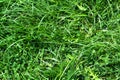 Green grass texture background. Natural going green color Royalty Free Stock Photo