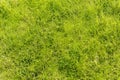 Green grass