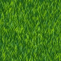Green grass texture or background. Seamless pattern Royalty Free Stock Photo