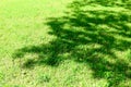 Green grass texture background with shadow of the tree Royalty Free Stock Photo