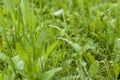 Green grass. Texture for the background. Thick summer green grass. Drops on leaves after rain. Royalty Free Stock Photo