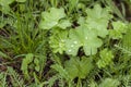 Green grass. Texture for the background. Thick summer green grass. Drops on leaves after rain. Royalty Free Stock Photo