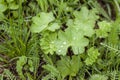 Green grass. Texture for the background. Thick summer green grass. Drops on leaves after rain. Royalty Free Stock Photo