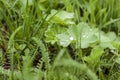 Green grass. Texture for the background. Thick summer green grass. Drops on leaves after rain. Royalty Free Stock Photo