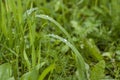 Green grass. Texture for the background. Thick summer green grass. Drops on leaves after rain. Royalty Free Stock Photo