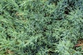 Green grass. Texture for the background. Thick summer green grass.