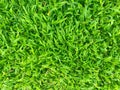 Green grass texture background, Top down of grass garden. Royalty Free Stock Photo