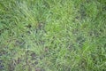 Green grass texture background Top view of bright grass garden Idea concept used for making green backdrop, lawn for training Royalty Free Stock Photo