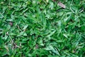 Green grass texture background Top view of bright grass garden Idea concept used for making green backdrop, lawn for training Royalty Free Stock Photo