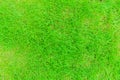 Green grass texture background. bright grass garden. lawn for training Royalty Free Stock Photo