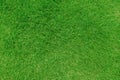 Top view of grass garden Ideal concept used for making green flooring Royalty Free Stock Photo