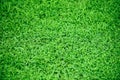 Green grass texture background Top view - grass background lawn pattern