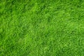 Green grass texture background top view. Realistic grass