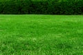 Green grass texture background, colorful freshness grass