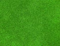 Green grass texture Royalty Free Stock Photo