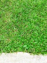 Green grass texture Crack with concert background Royalty Free Stock Photo