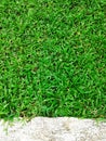 Green grass texture Crack with concrete background Royalty Free Stock Photo