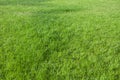 Green grass texture. Green grass field Royalty Free Stock Photo