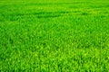 Green grass texture field Royalty Free Stock Photo